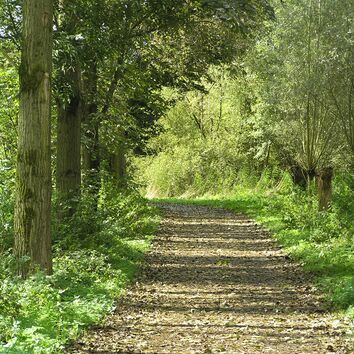 Blick in einen Waldweg